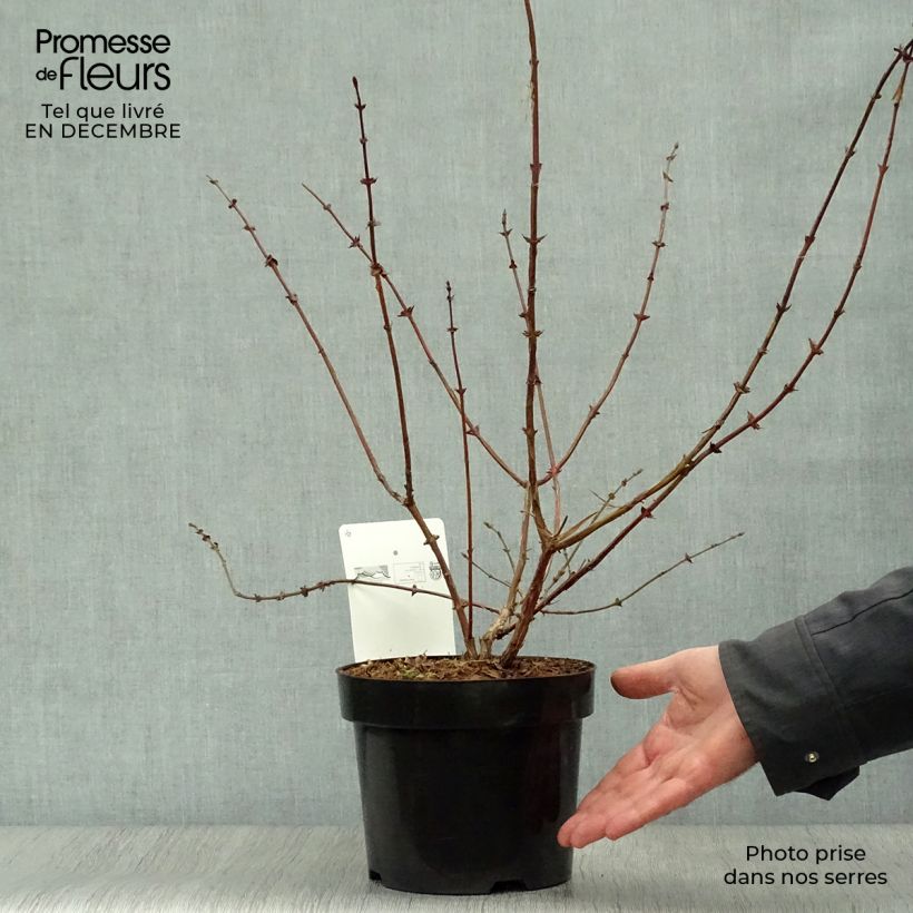 Amostra de Lonicera kamtschatica Eisbär - Baie de Mai Vaso de 1,5 L/2 L tal como entregue no inverno