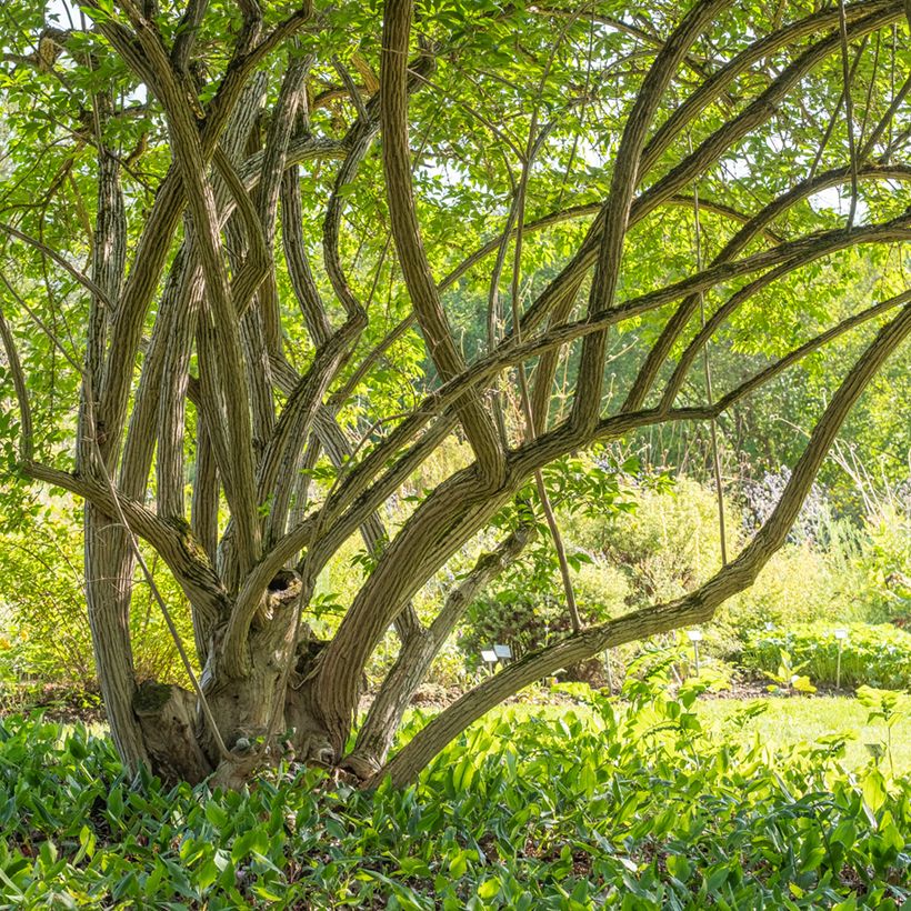 Lonicera maackii (Hábito)