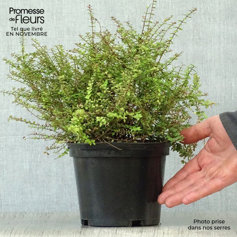 Amostra de Lonicera nitida Baggesen's Gold Vaso de 2 L/3 L tal como entregue no outono