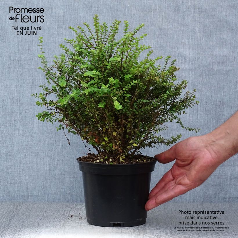 Amostra de Lonicera nitida Baggesen's Gold Vaso de 2 L/3 L tal como entregue no verão