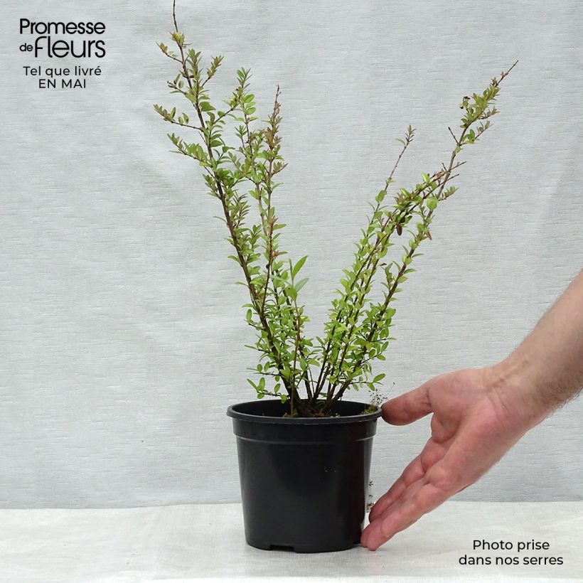 Amostra de Lonicera nitida Elegant Vaso de 1 L/1,5 L tal como entregue na primavera