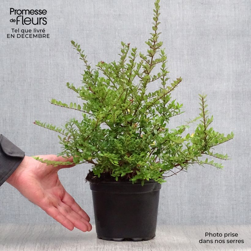 Amostra de Lonicera nitida Elegant - Chèvrefeuille à feuille de Buis Vaso de 1 L/1,5 L tal como entregue no inverno