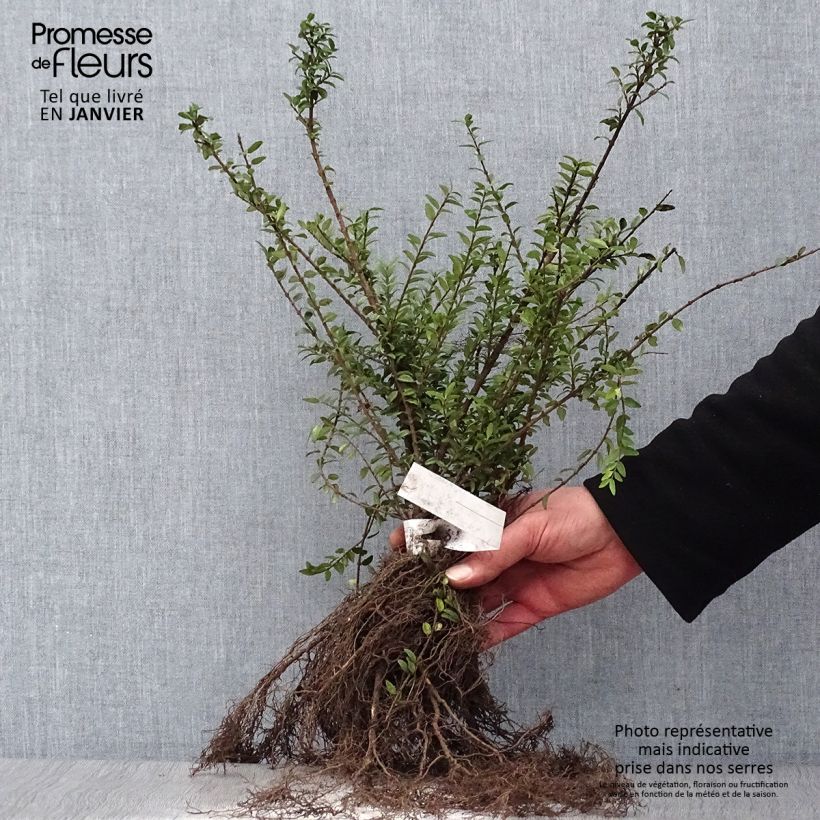 Amostra de Lonicera nitida Elegant - Chèvrefeuille à feuille de Buis Raízes nuas tal como entregue no inverno