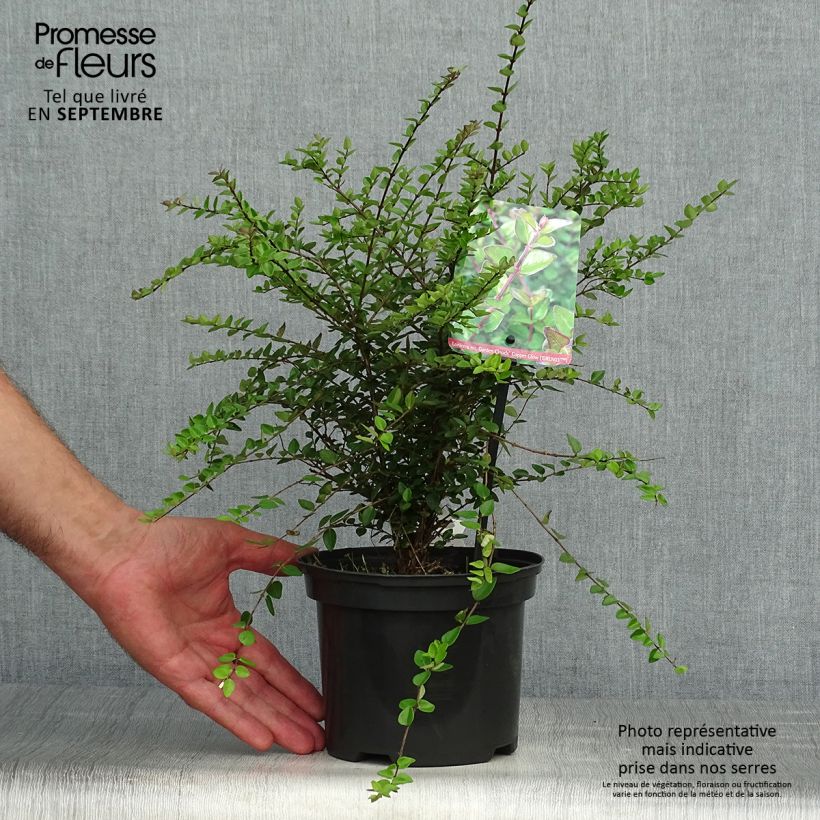 Amostra de Lonicera nitida Garden Clouds Copper Glow Vaso de 2 L/3 L tal como entregue no outono