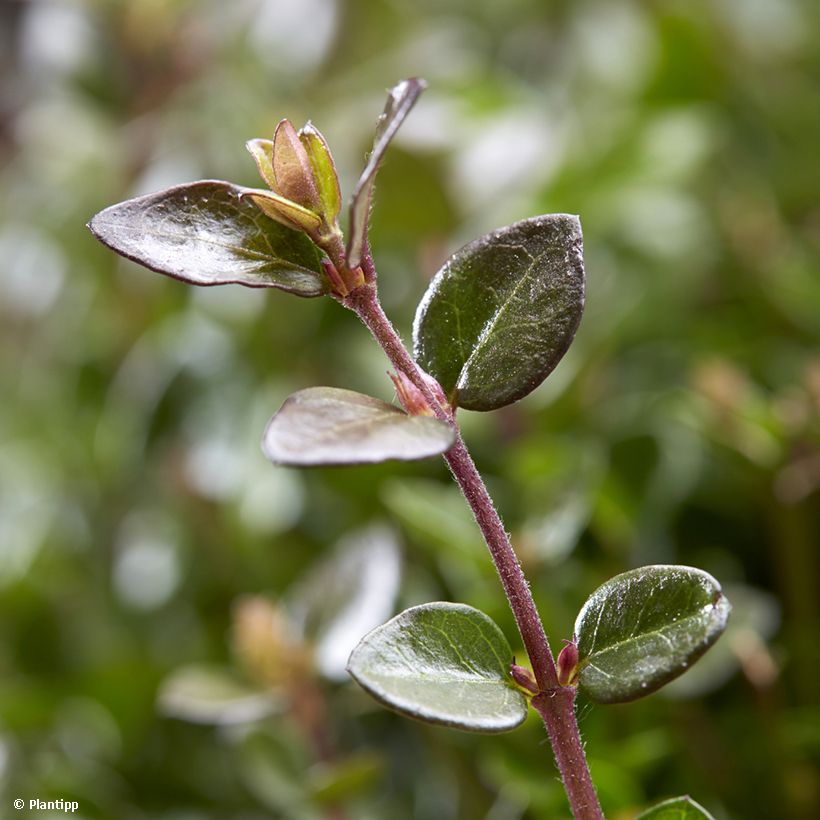 Lonicera nitida Garden Clouds Copper Glow (Folhagem)