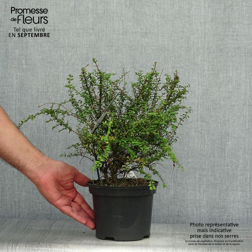 Amostra de Lonicera nitida Garden Clouds Green Breeze Vaso de 4 L/5 L tal como entregue no outono