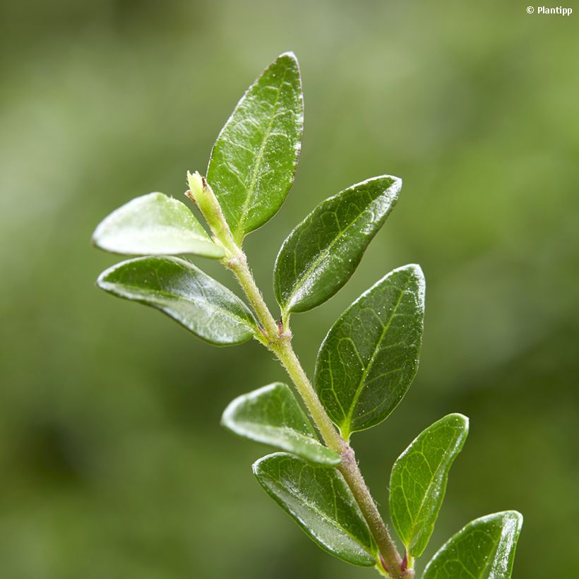Lonicera nitida Garden Clouds Green Breeze (Folhagem)