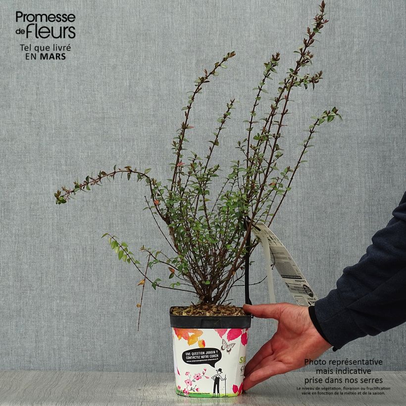 Amostra de Lonicera nitida Garden Clouds Purple Storm Vaso de 2 L/3 L tal como entregue na primavera