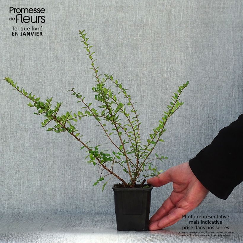 Amostra de Lonicera nitida Hohenheimer Findling - Chèvrefeuille arbustif Vaso de 8/9 cm tal como entregue no inverno