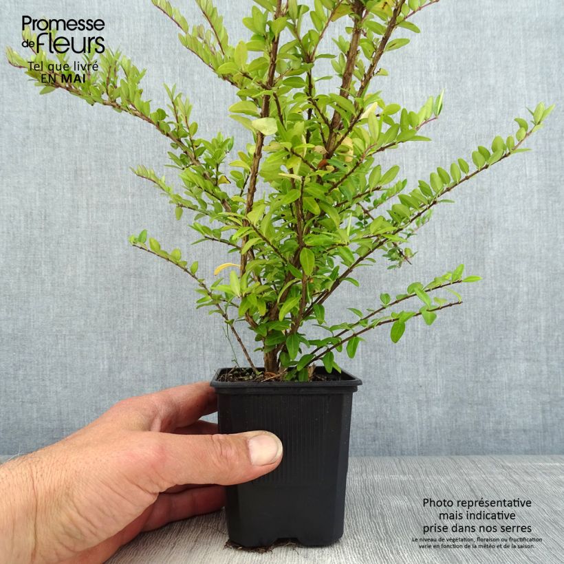 Amostra de Lonicera nitida Hohenheimer Findling Vaso de 8/9 cm tal como entregue na primavera