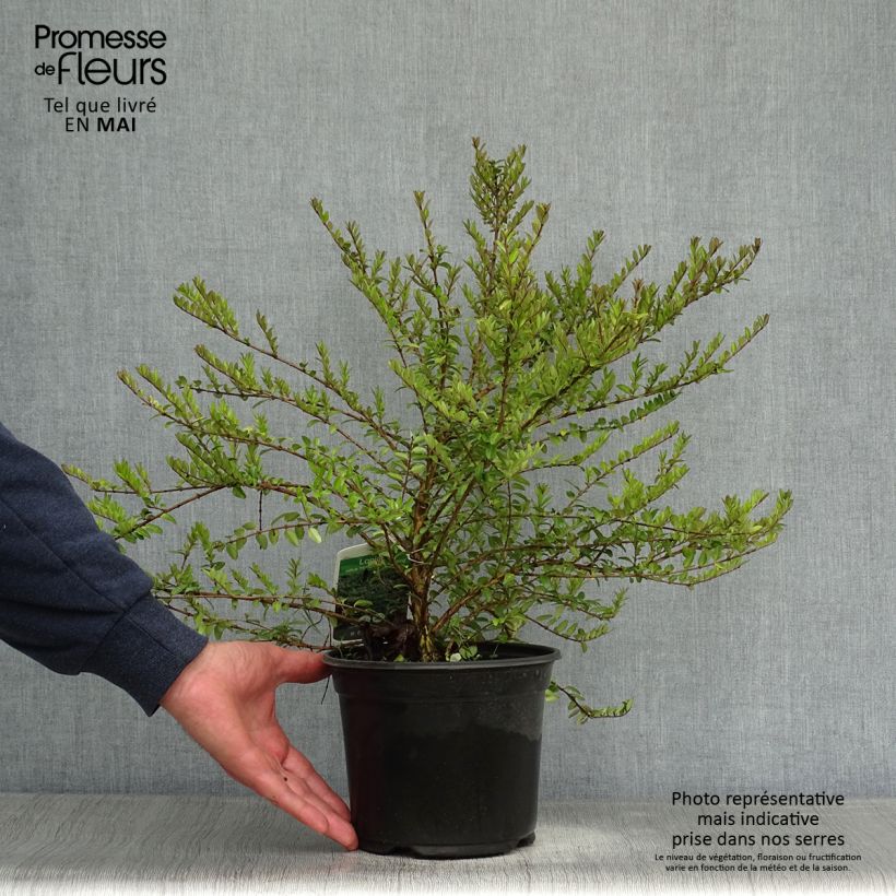 Amostra de Lonicera nitida Hohenheimer Findling Vaso de 1 L/1,5 L tal como entregue na primavera