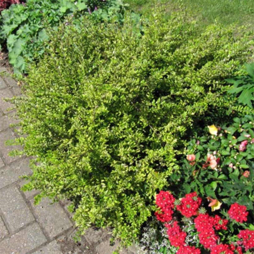 Lonicera nitida Lemon Beauty (Hábito)