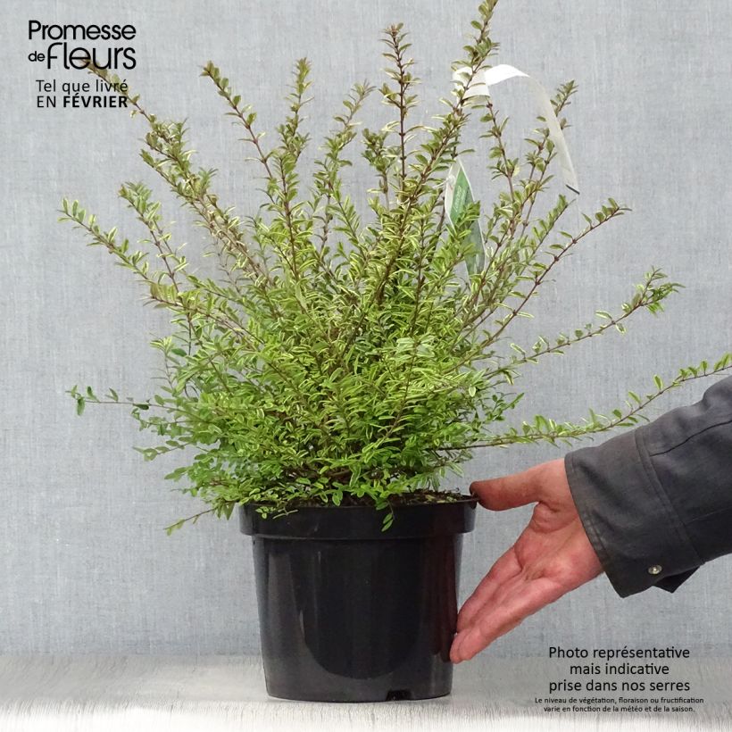 Amostra de Lonicera nitida Lemon Beauty - Chèvrefeuille arbustif Vaso de 2 L/3 L tal como entregue no inverno