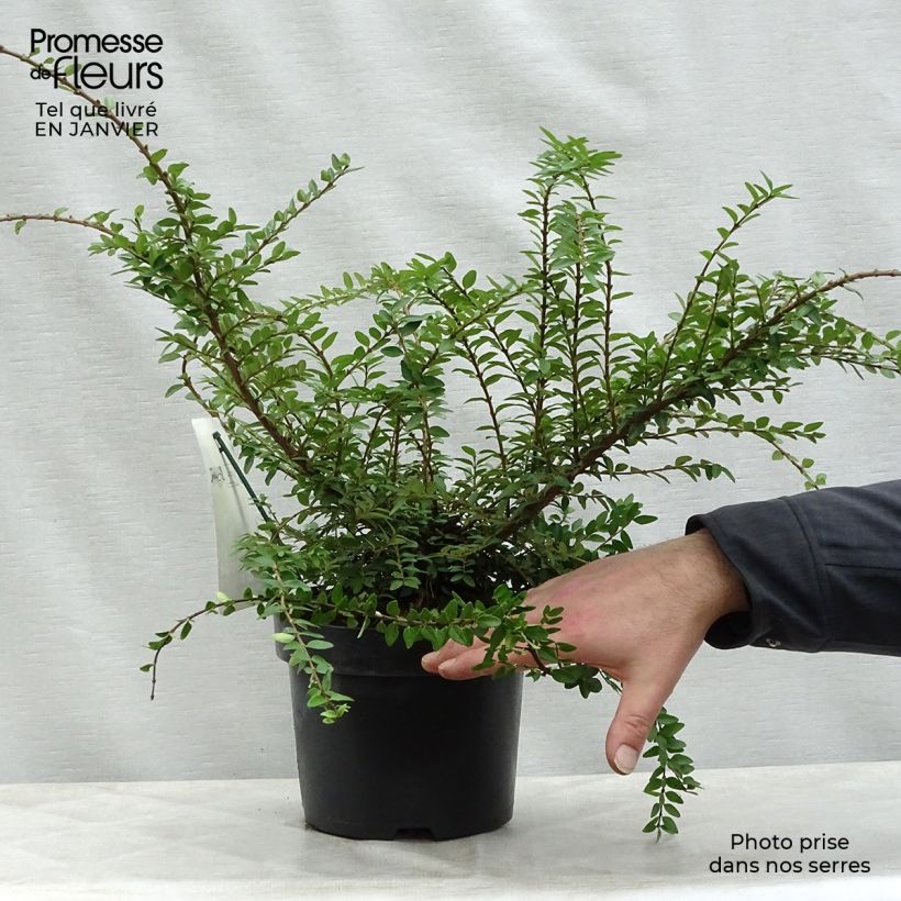 Amostra de Lonicera nitida Maigrün - Chèvrefeuille arbustif Vaso de 1 L/1,5 L tal como entregue no inverno