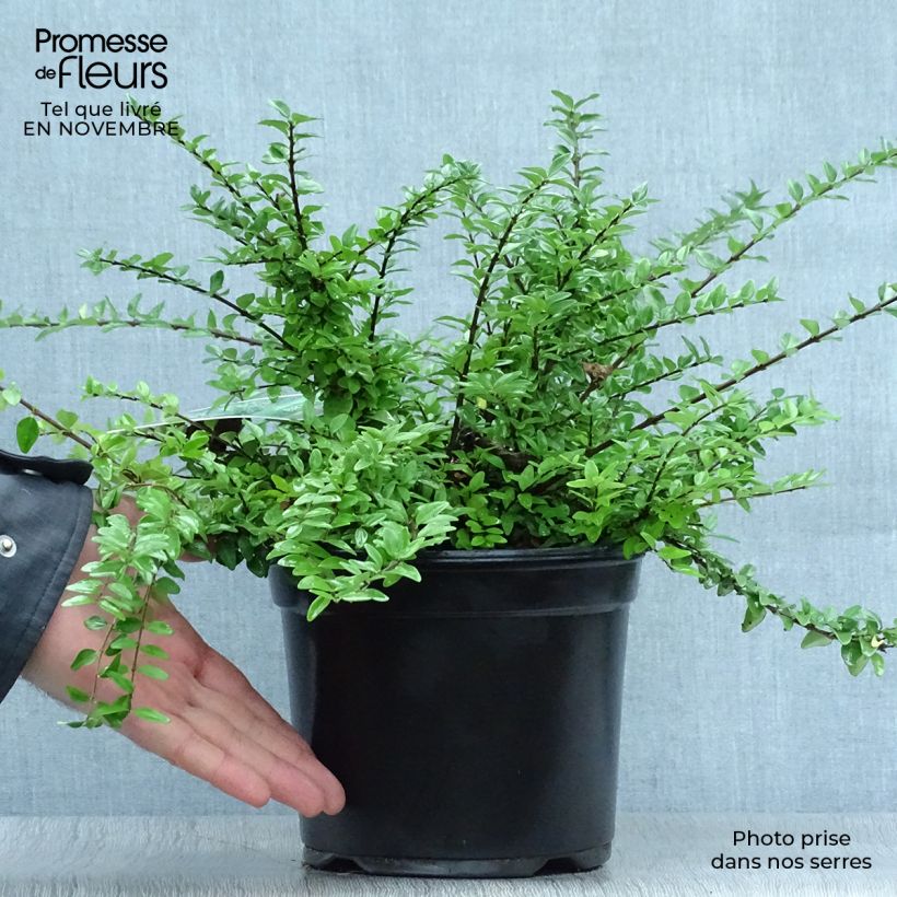 Amostra de Lonicera nitida Maigrün Vaso de 1 L/1,5 L tal como entregue no outono