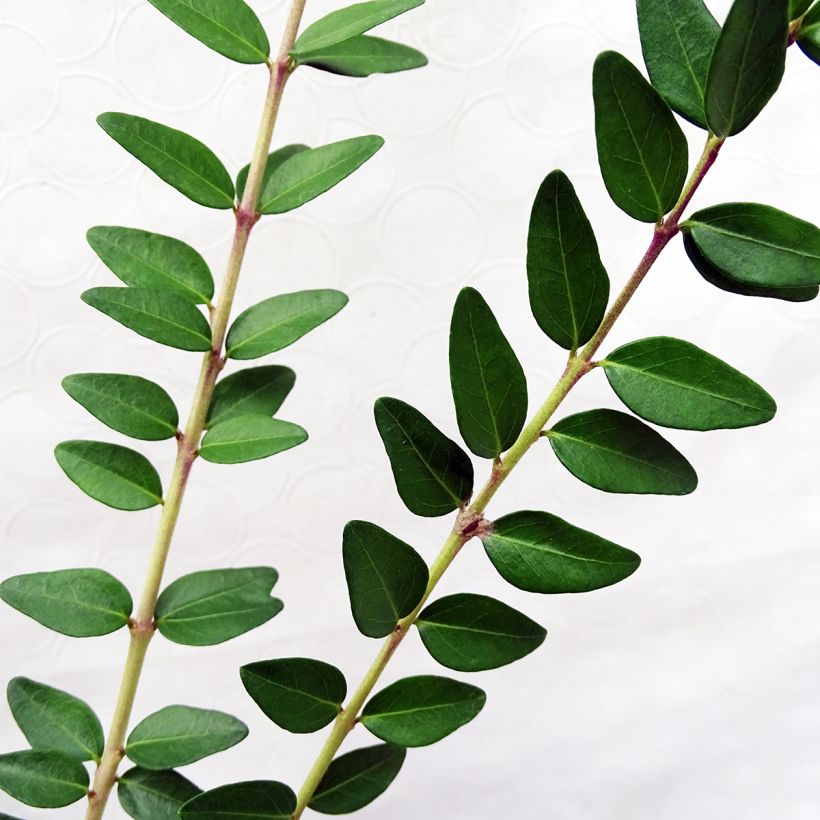 Lonicera nitida Maigrün (Folhagem)