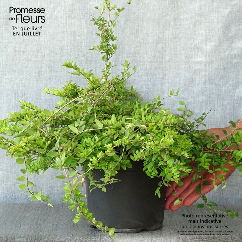 Amostra de Lonicera nitida Maigrün Vaso de 1 L/1,5 L tal como entregue no verão