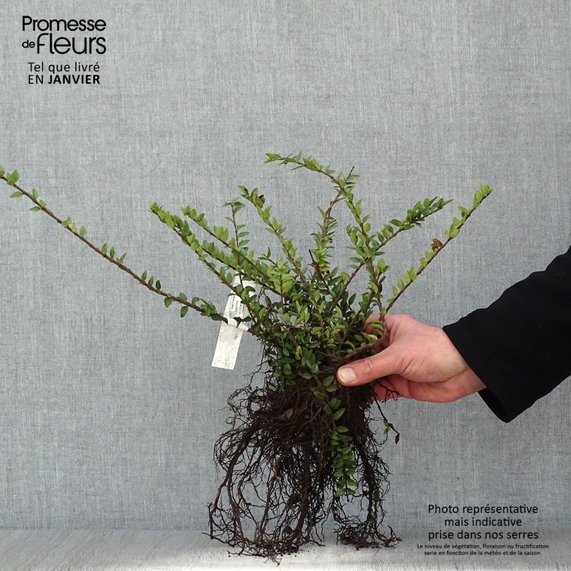 Amostra de Lonicera nitida Maigrün - Chèvrefeuille arbustif Raízes nuas tal como entregue no inverno