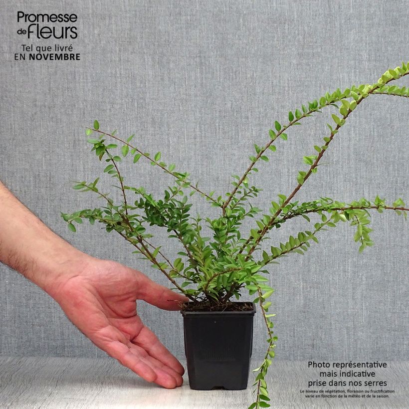 Amostra de Lonicera nitida Maigrün Vaso de 8/9 cm tal como entregue no outono