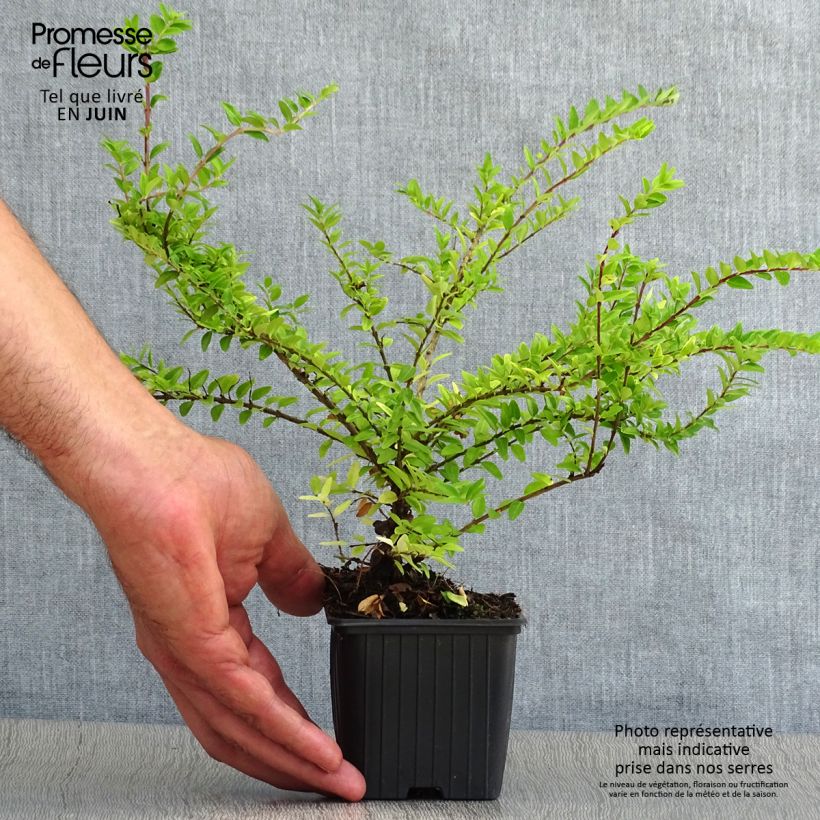 Amostra de Lonicera nitida Maigrün Vaso de 8/9 cm tal como entregue no verão