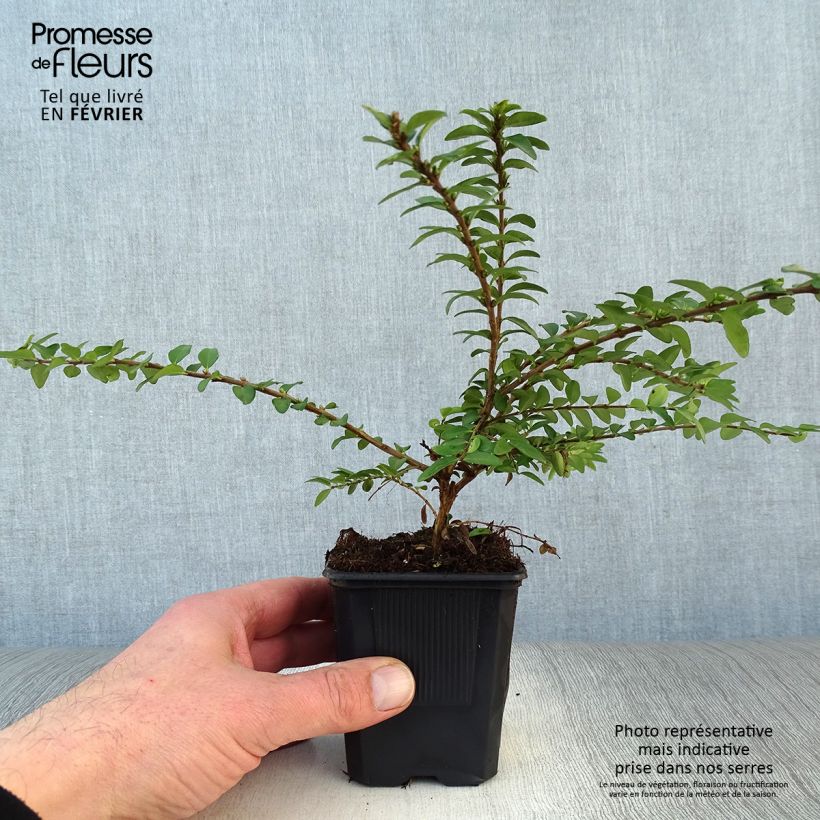 Amostra de Lonicera nitida Maigrün - Chèvrefeuille arbustif Vaso de 8/9 cm tal como entregue no inverno