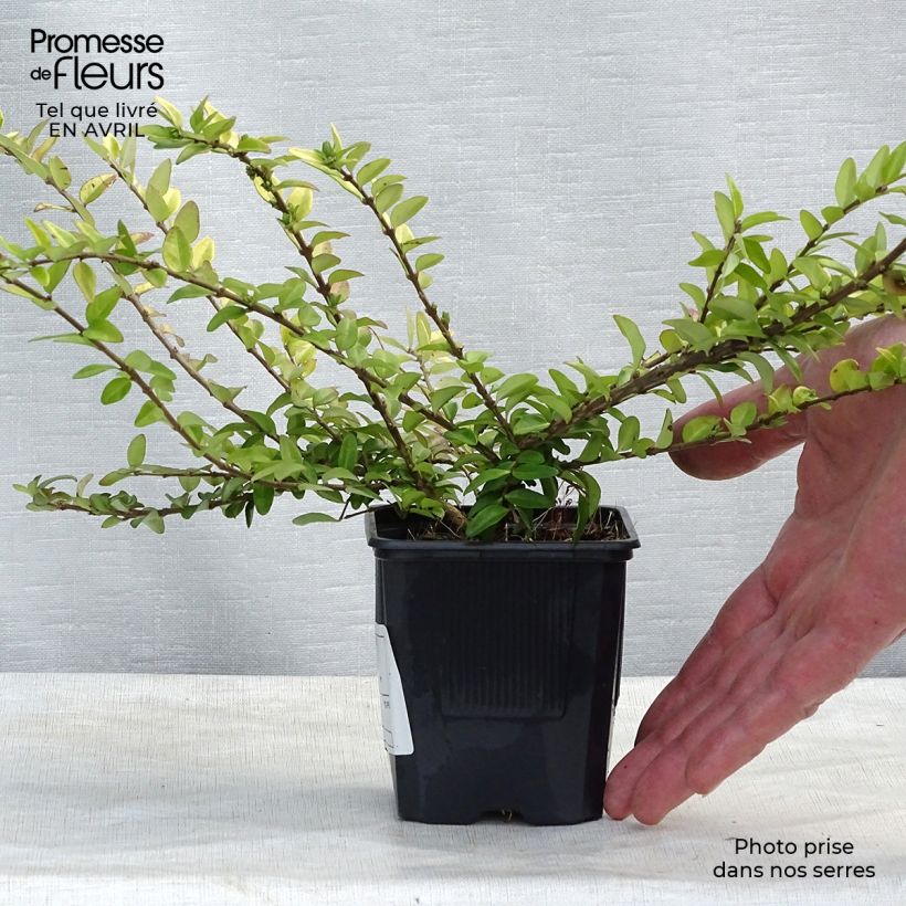 Amostra de Lonicera nitida Maigrün Vaso de 8/9 cm tal como entregue na primavera