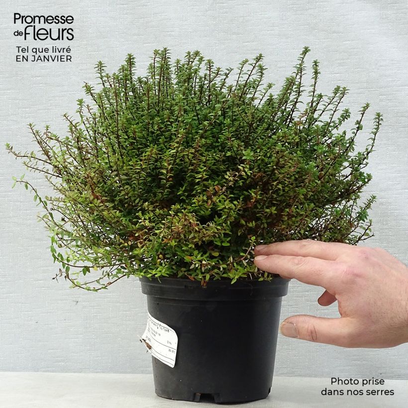 Amostra de Lonicera nitida Red Tips - Chèvrefeuille à feuilles de buis. Vaso de 2 L/3 L tal como entregue no inverno