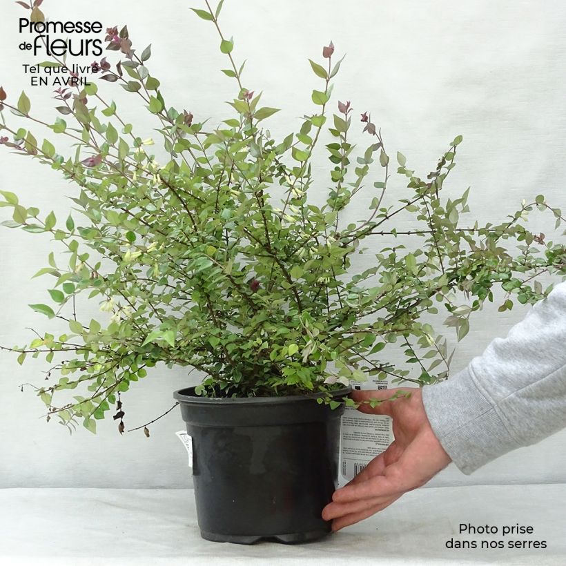 Amostra de Lonicera nitida Red Tips Vaso de 2 L/3 L tal como entregue na primavera