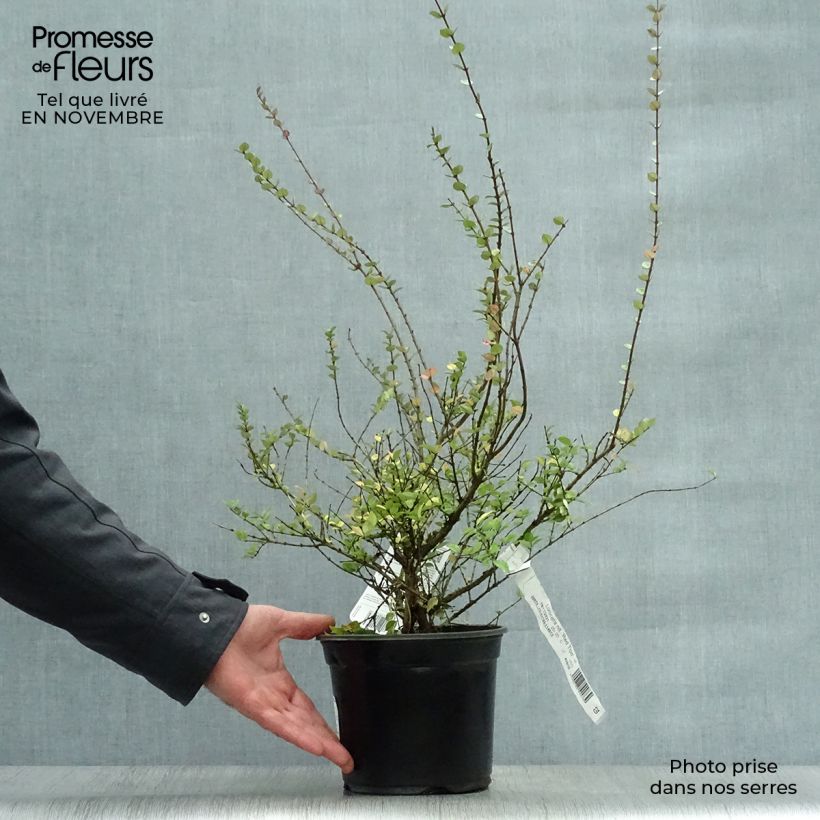 Amostra de Lonicera nitida Red Tips Vaso de 2 L/3 L tal como entregue no outono