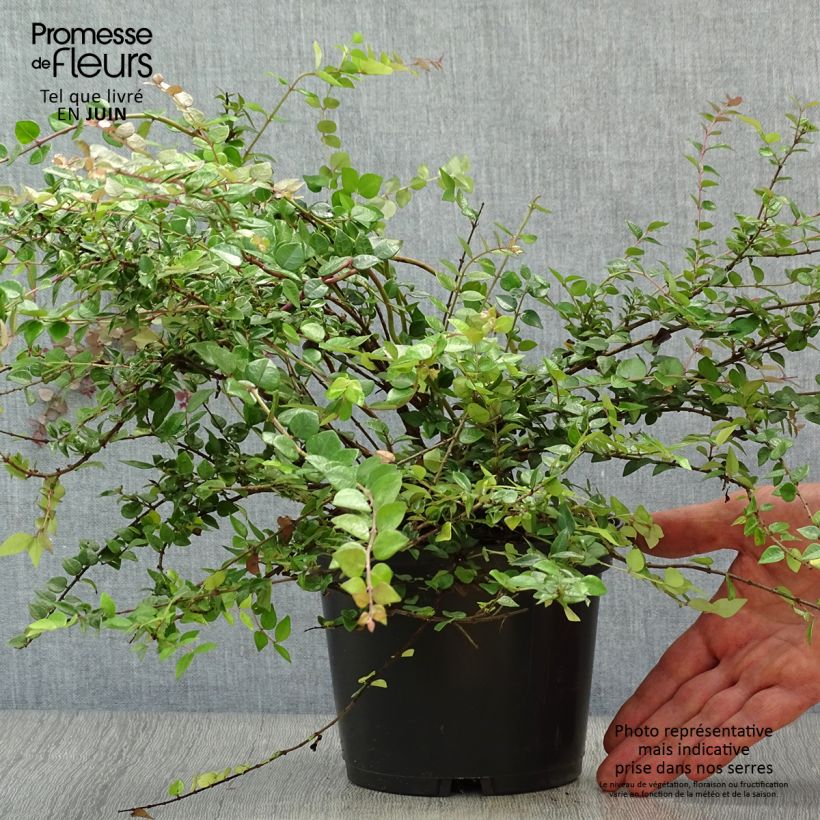 Amostra de Lonicera nitida Red Tips Vaso de 2 L/3 L tal como entregue no verão