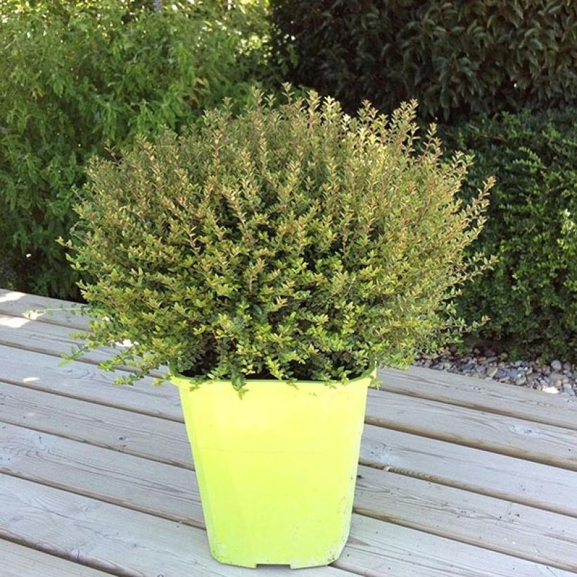 Lonicera nitida Scoop (Hábito)