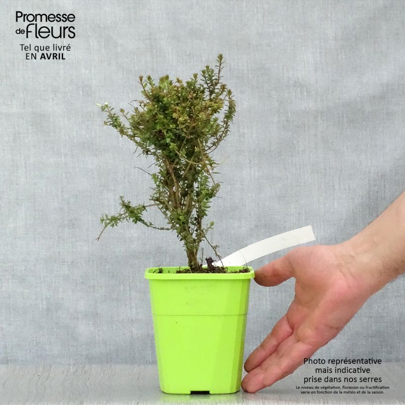 Amostra de Lonicera nitida Scoop - Chèvrefeuille à feuilles de buis Vaso de 1 L/1,5 L tal como entregue na primavera