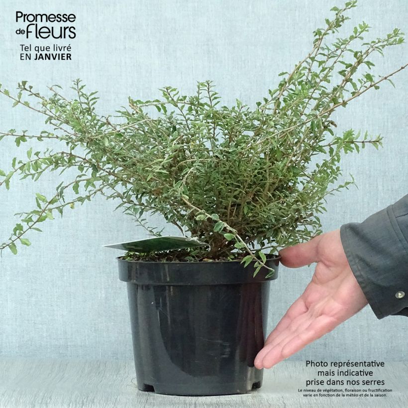 Amostra de Lonicera nitida Silver Beauty - Chèvrefeuille nain arbustif Vaso de 2 L/3 L tal como entregue no inverno