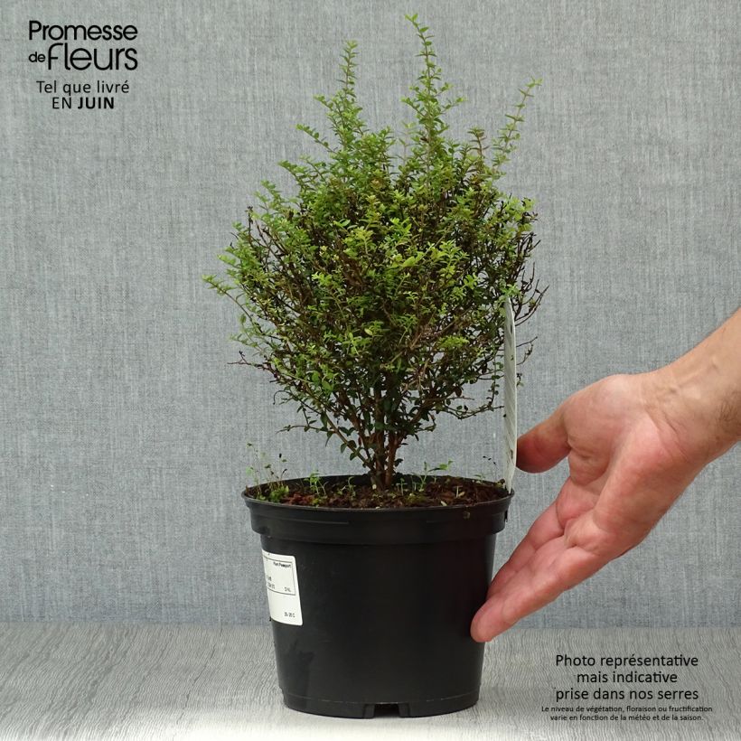 Amostra de Lonicera nitida Tidy Tips Vaso de 2 L/3 L tal como entregue no verão