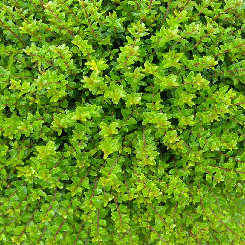 Lonicera nitida Tidy Tips (Folhagem)