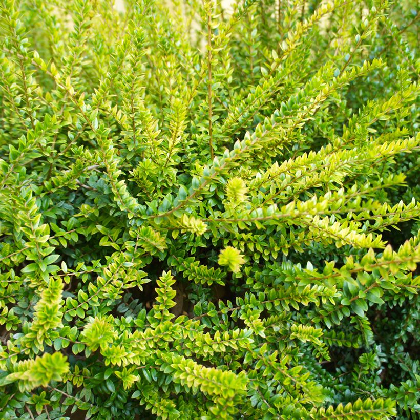 Lonicera nitida Twiggy (Folhagem)