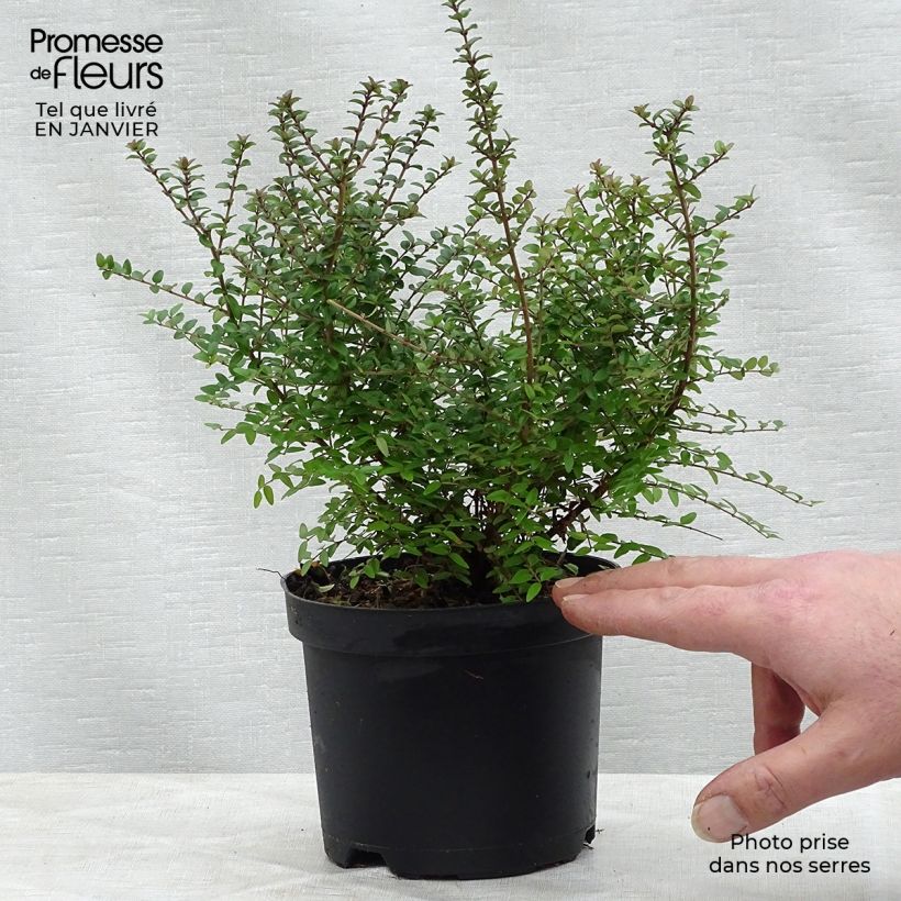 Amostra de Lonicera nitida - Chèvrefeuille à feuilles de buis  Vaso de 1 L/1,5 L tal como entregue no inverno