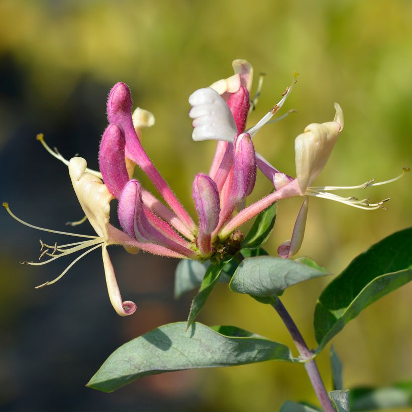Madressilva-dos-bosques Belgica - Lonicera periclymenum (Floração)