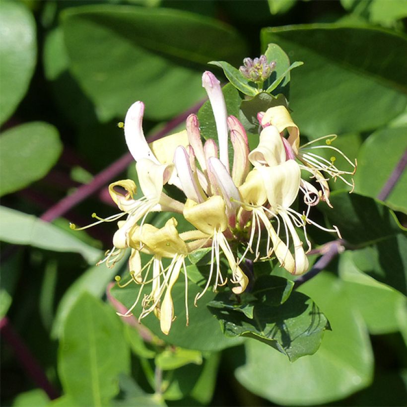 Madressilva-dos-bosques Graham Thomas - Lonicera periclymenum (Floração)