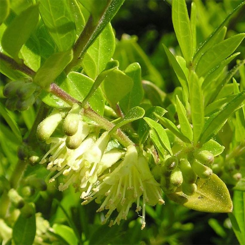 Lonicera pileata (Floração)