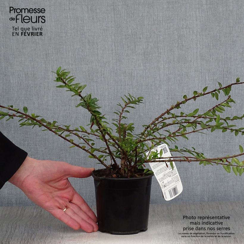 Amostra de Lonicera pileata - Chèvrefeuille à cupule Vaso de 1 L/1,5 L tal como entregue no inverno