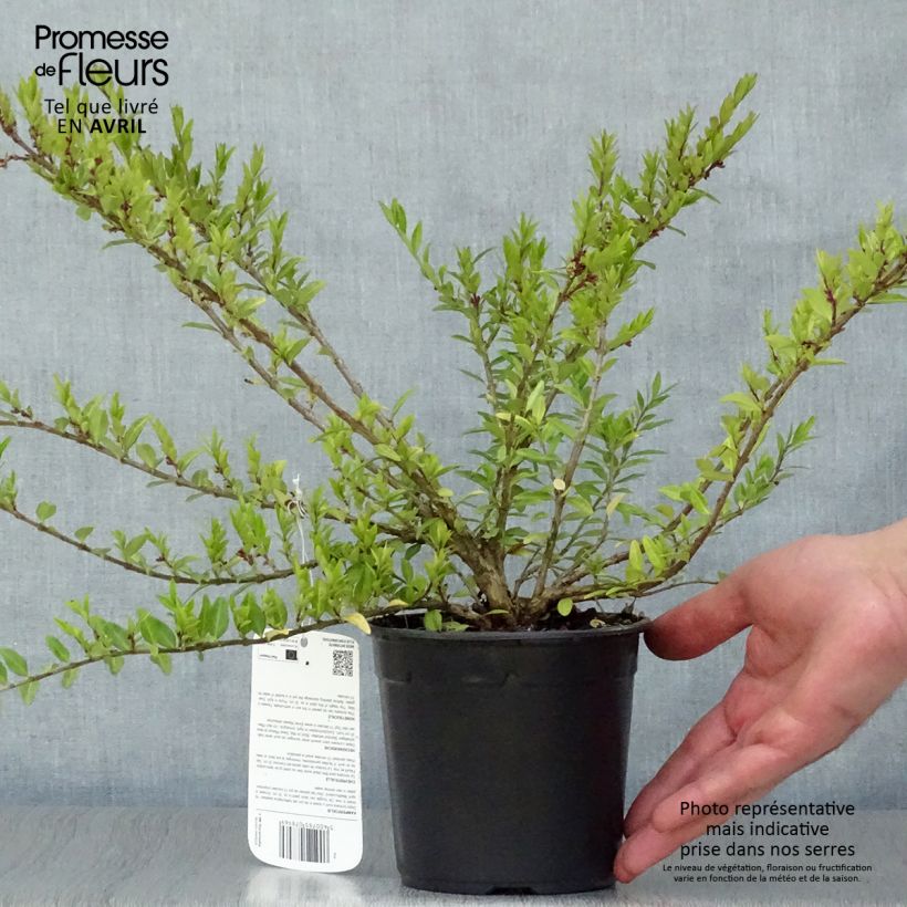 Amostra de Lonicera pileata Vaso de 1 L/1,5 L tal como entregue na primavera