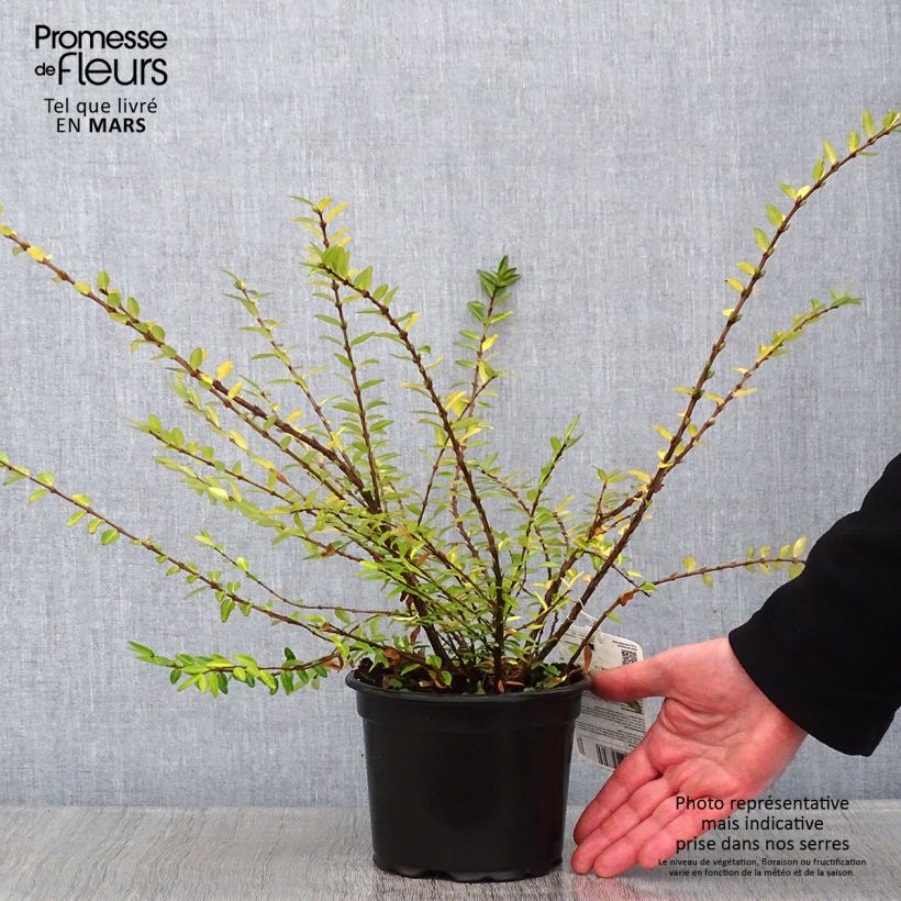 Amostra de Lonicera pileata - Chèvrefeuille à cupule Vaso de 2 L/3 L tal como entregue no inverno