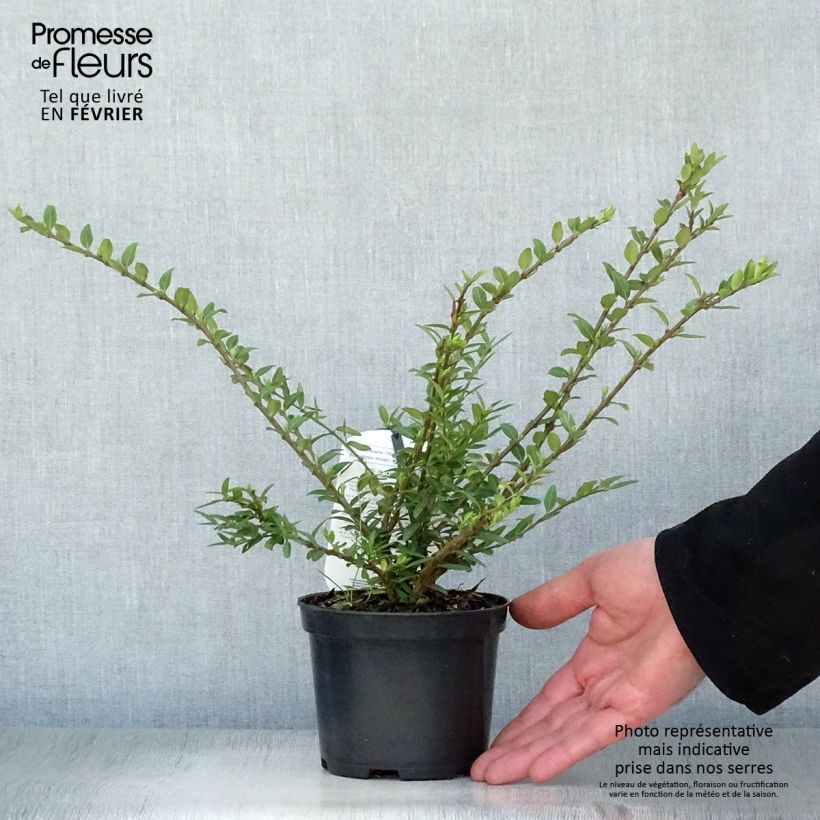 Amostra de Lonicera pileata Mossgreen - Chèvrefeuilles à cupule Vaso de 1 L/1,5 L tal como entregue no inverno