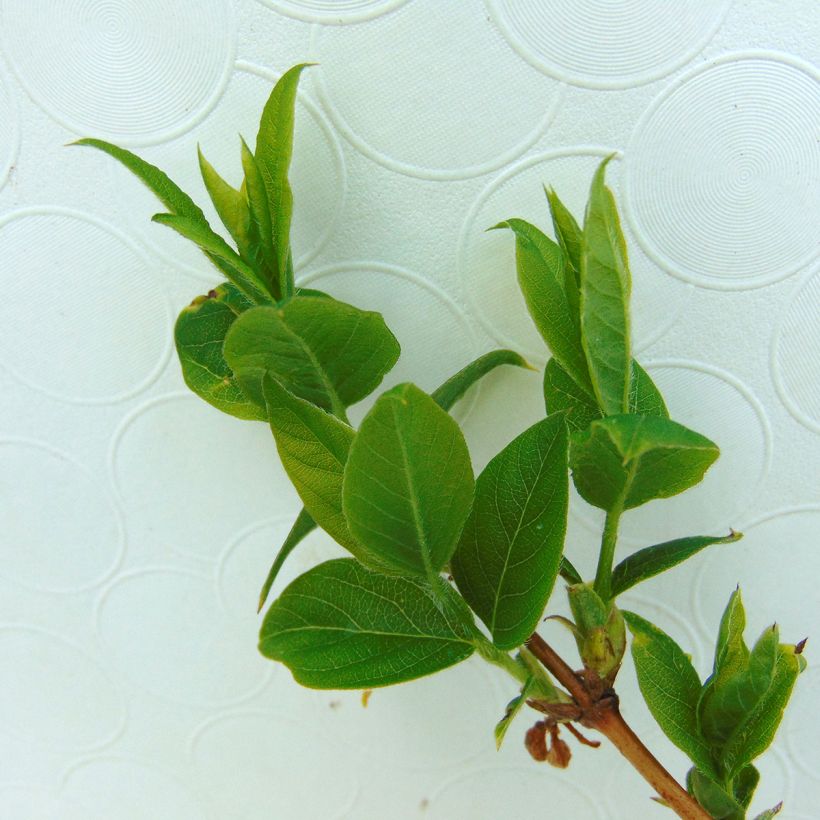 Madressilva-de-inverno Winter Beauty - Lonicera purpusii (Folhagem)