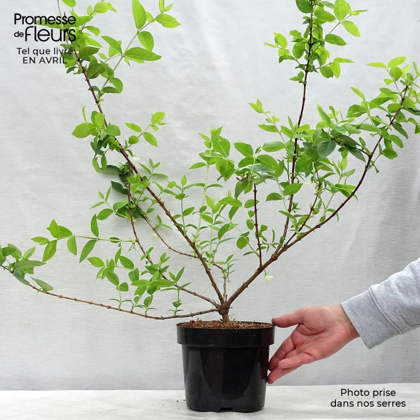 Amostra de Madressilva-de-inverno Winter Beauty - Lonicera purpusii Vaso de 2 L/3 L tal como entregue na primavera
