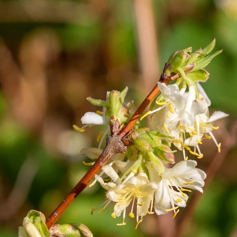 Madressilva-de-inverno Winter Beauty - Lonicera purpusii (Floração)