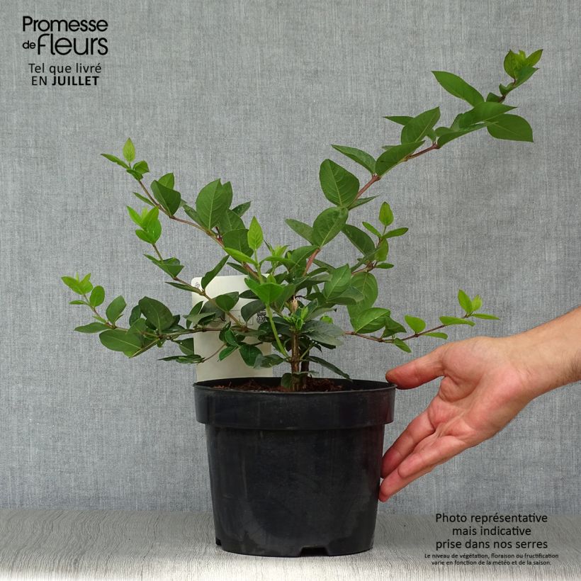 Amostra de Madressilva-de-inverno Winter Beauty - Lonicera purpusii Vaso de 2 L/3 L tal como entregue no verão