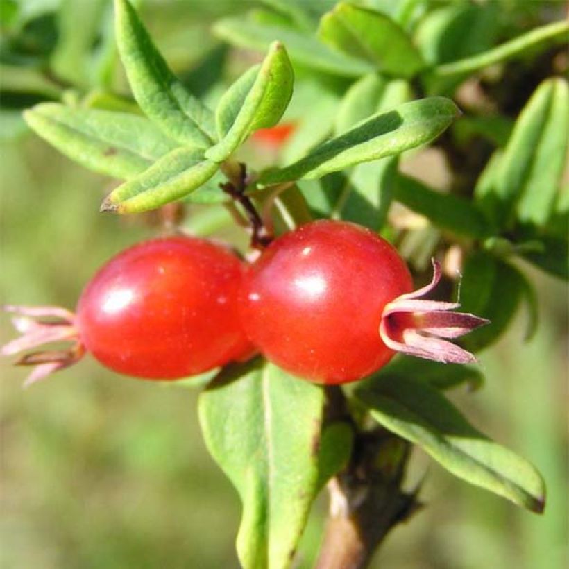 Lonicera syringantha (Colheita)