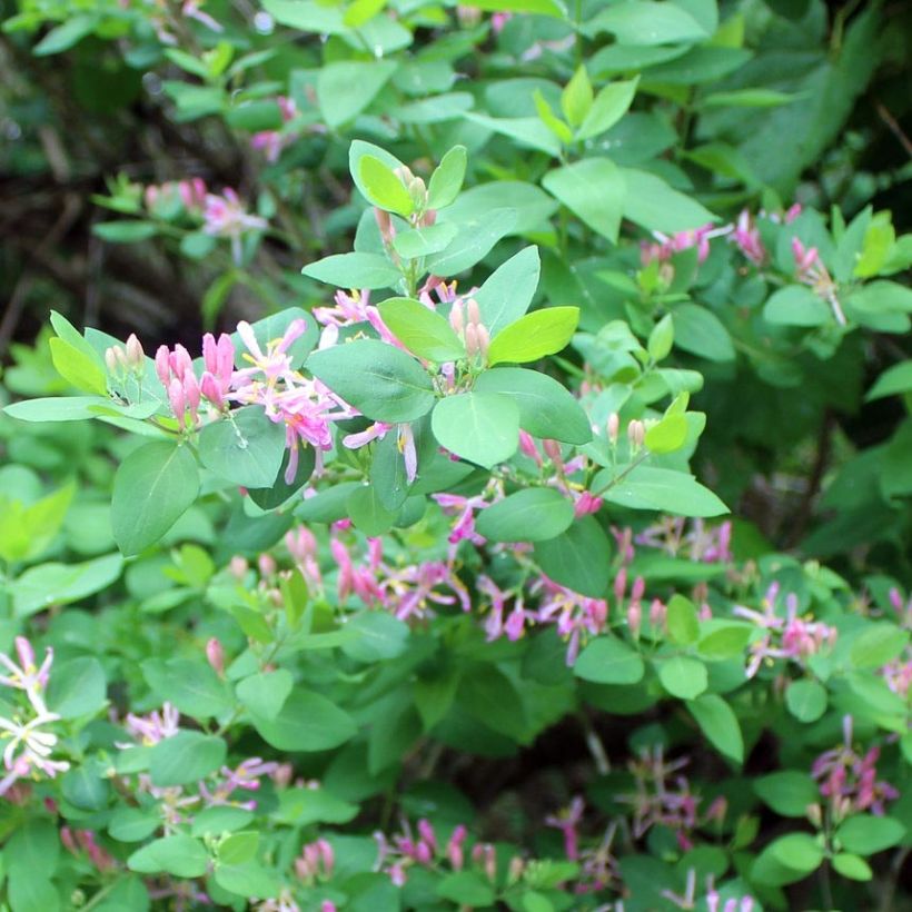 Lonicera tatarica (Folhagem)